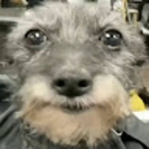 Meet your Posher, Damian